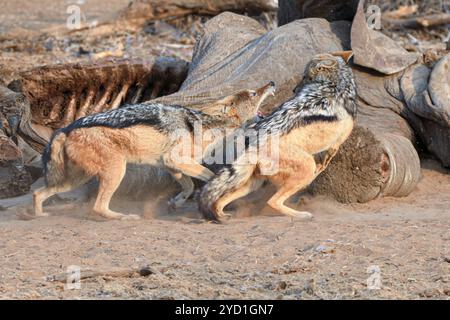 Cape Black-backed jackals, Canis mesomelas, Mashatu Game Reserve, Botswana Foto Stock