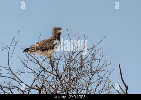 Aquila di serpente castagna nera, Circaetus pectoralis, riserva di caccia Mashatu, Botswana Foto Stock