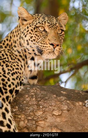 Leopardo africano femminile, Panthera pardus pardus, noto come Mathoja, Mashatu Game Reserve, Botswana Foto Stock