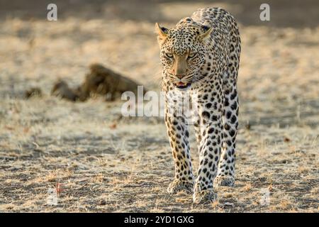 Leopardo africano, Panthera pardus, Mashatu Game Reserve, Botswana Foto Stock