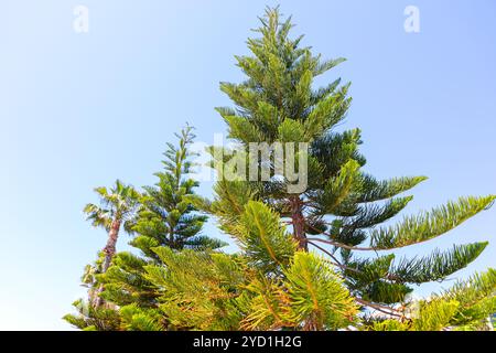 Abete africano. L'alto pino si erge maestosamente contro un cielo blu limpido. Crescendo albero sempreverde Foto Stock