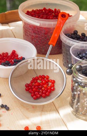 Ribes rosso di frutti di bosco. Bacche da giardino acide. Frutti di bosco rossi. Foto Stock
