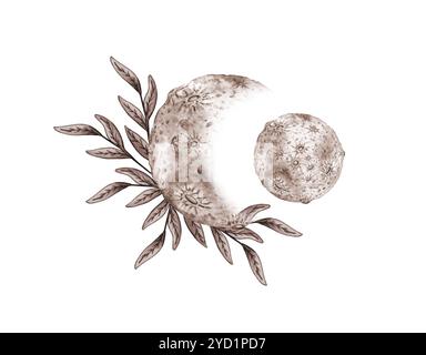 Due lune e fiori d'erba in colori marrone e beige. Corpo cosmico isolato dallo sfondo. Astrologia delle fasi lunari. Progettazione c Foto Stock