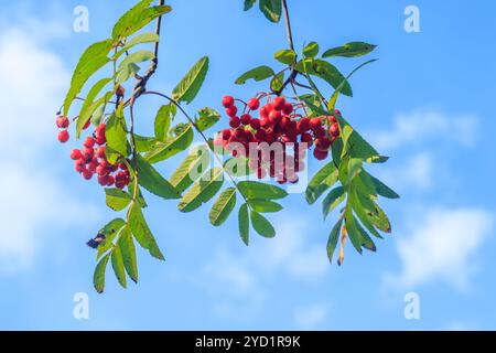 Bacche di Rowan su un ramo. Raccolto autunnale. Le bacche di Rowan sono appese a un ramo verde. Foto Stock