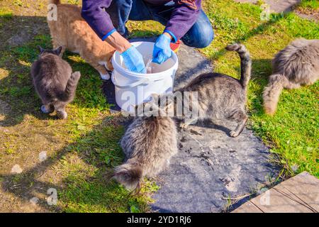 Dai da mangiare ai gatti domestici. Molti gatti. I gatti puliti e ben curati mangiano sull'erba. Animali domestici. Foto Stock