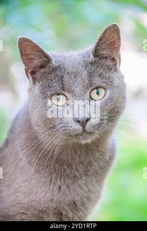 Il gatto soffice è seduto su un ramo d'albero. Animale domestico. Gatto per una passeggiata nel cortile. Il gatto sta arrampicando sugli alberi. Foto Stock