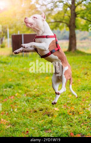 Amstaff cane in una passeggiata nel parco. Big Dog. Cane luminoso. Il colore della luce. Home pet. Cane su uno sfondo di verde Foto Stock