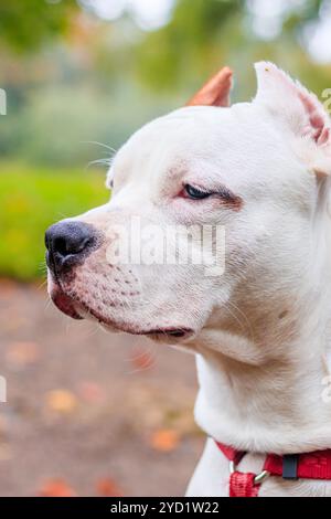 Amstaff cane in una passeggiata nel parco. Big Dog. Cane luminoso. Il colore della luce. Home pet. Cane su uno sfondo di verde Foto Stock