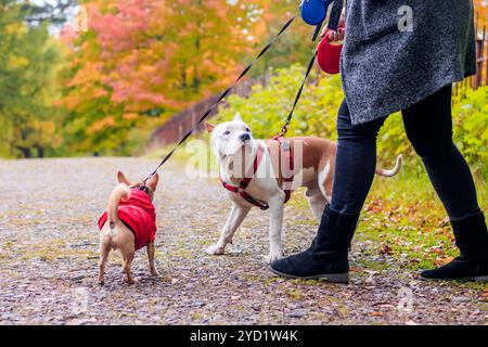 Portate a spasso i cani. Cane al guinzaglio. Cane a fare una passeggiata nel parco. Foto Stock