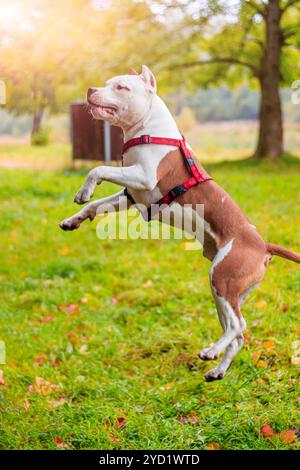 Amstaff cane in una passeggiata nel parco. Big Dog. Cane luminoso. Il colore della luce. Home pet. Cane su uno sfondo di verde Foto Stock