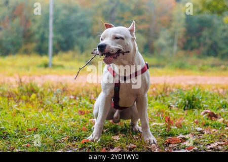 Amstaff cane in una passeggiata nel parco. Big Dog. Cane luminoso. Il colore della luce. Home pet. Cane su uno sfondo di verde Foto Stock