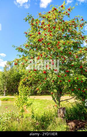 Albero di Rowan con bacche rosse Foto Stock