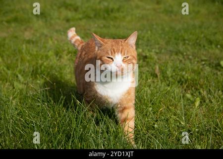 Il gatto rosso cammina sull'erba verde con il sole. Animale domestico. Un gatto sul prato prende il sole. Foto Stock
