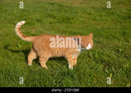 Il gatto rosso cammina sull'erba verde con il sole. Animale domestico. Un gatto sul prato prende il sole. Foto Stock
