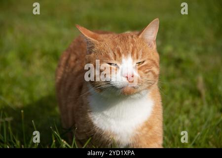 Il gatto rosso cammina sull'erba verde con il sole. Animale domestico. Un gatto sul prato prende il sole. Foto Stock