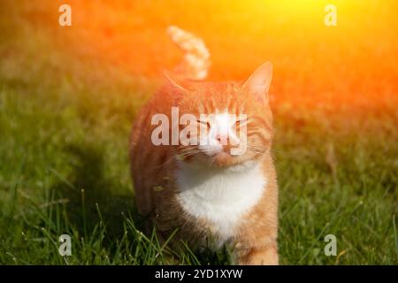Il gatto rosso cammina sull'erba verde con il sole. Animale domestico. Un gatto sul prato prende il sole. Foto Stock