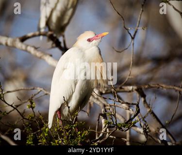 Egret bovino occidentale adulto (Bubulcus ibis) in un piumaggio di allevamento arroccato su un albero Foto Stock