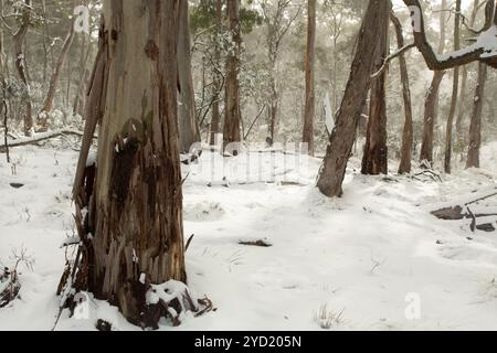 Boscaglia australiana coperta da strati di neve Foto Stock
