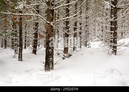 Foresta di pini ricoperta di neve Foto Stock
