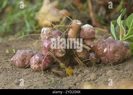 Primo piano di carciofi di Gerusalemme appena raccolti in giardino, che mostrano superfici terrose e pratiche di agricoltura biologica sotto la calda luce naturale. Perfetto Foto Stock