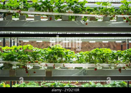 Coltivazione di fragole in serra. Mini-azienda agricola per la coltivazione di Fragaria in suolo artificiale. Foto Stock