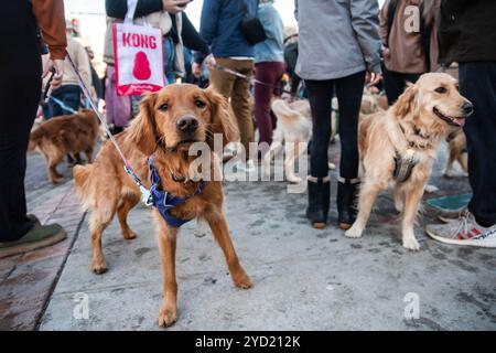 Denver, Colorado, Stati Uniti. 24 ottobre 2024. I Golden retriever e i loro proprietari si riuniscono al 3° anno "Goldens in Golden" il 4 febbraio. Oltre mille Golden retriever erano presenti nel centro di Golden. (Immagine di credito: © Olivia Sun/Colorado Sun tramite ZUMA Press Wire) SOLO PER USO EDITORIALE! Non per USO commerciale! Foto Stock