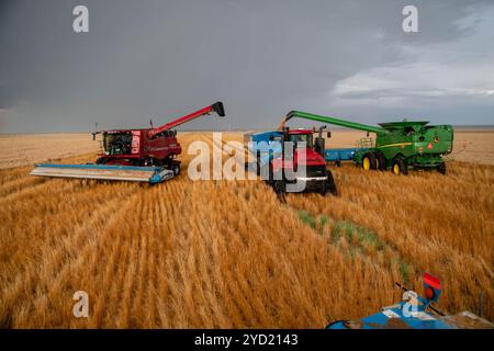 Denver, Colorado, Stati Uniti. 24 ottobre 2024. Le mietitrebbie trebbiano e scaricano il grano invernale rosso in un campo a sud di Fort Morgan, 28 luglio 2023. (Immagine di credito: © Olivia Sun/Colorado Sun tramite ZUMA Press Wire) SOLO PER USO EDITORIALE! Non per USO commerciale! Foto Stock