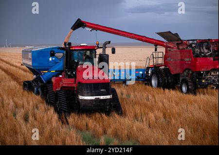 Denver, Colorado, Stati Uniti. 24 ottobre 2024. Una mietitrebbia scarica il grano rosso invernale in un carrello per cereali in un campo a sud di Fort Morgan, il 28 luglio 2023. (Immagine di credito: © Olivia Sun/Colorado Sun tramite ZUMA Press Wire) SOLO PER USO EDITORIALE! Non per USO commerciale! Foto Stock