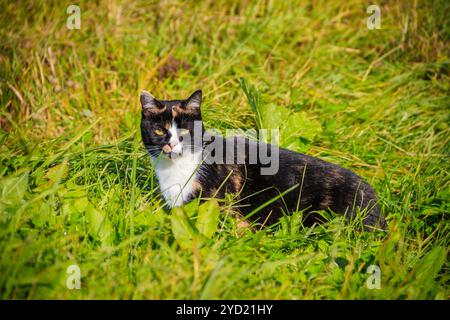 Il gatto cammina sull'erba . Nursling. Erba verde. Foto Stock