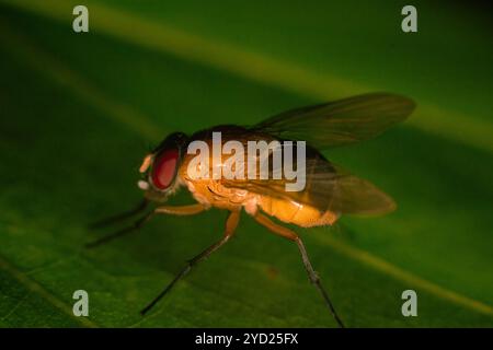 La bellissima Phaonia pallida, la mosca muscida o la mosca muscida arancia sotto macrofotografia poggiata su una foglia verde Foto Stock