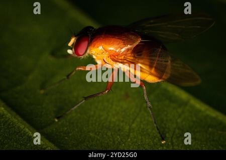 La bellissima Phaonia pallida, la mosca muscida o la mosca muscida arancia sotto macrofotografia poggiata su una foglia verde Foto Stock