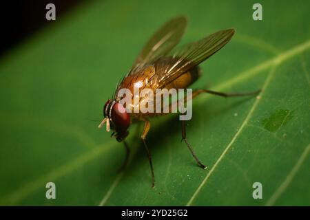 La bellissima Phaonia pallida, la mosca muscida o la mosca muscida arancia sotto macrofotografia poggiata su una foglia verde Foto Stock