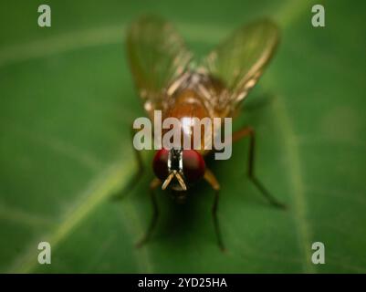 La bellissima Phaonia pallida, la mosca muscida o la mosca muscida arancia sotto macrofotografia poggiata su una foglia verde Foto Stock