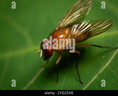 La bellissima Phaonia pallida, la mosca muscida o la mosca muscida arancia sotto macrofotografia poggiata su una foglia verde Foto Stock