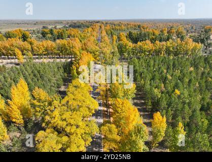 Wuzhong, Cina. 23 ottobre 2024. La foto aerea scattata il 23 ottobre 2024 mostra lo scenario autunnale dell'area ecoturistica del lago Haba nella contea di Yanchi, nella città di Wuzhong, nella regione autonoma Ningxia Hui della Cina nord-occidentale. È il miglior periodo di osservazione dell'anno per la foresta locale di pioppi (populus euphratica) del deserto. Credito: Yu Jing/China News Service/Alamy Live News Foto Stock