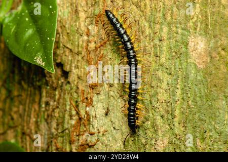 I millipedi sono un gruppo di artropodi caratterizzati da due coppie di gambe articolate sulla maggior parte dei segmenti del corpo. Ogni segmento a due gambe è un Foto Stock