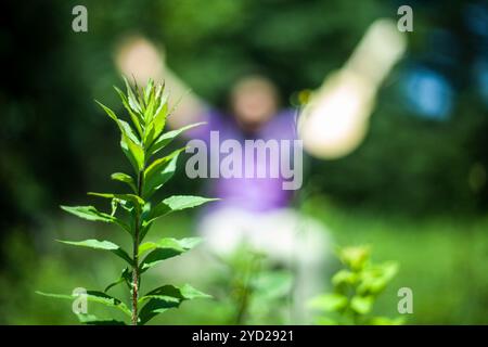 Uomo che alza la mano con la pianta Foto Stock