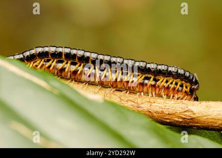 I millipedi sono un gruppo di artropodi caratterizzati da due coppie di gambe articolate sulla maggior parte dei segmenti del corpo. Ogni segmento a due gambe è un Foto Stock