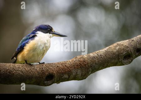 Un Kingfisher della foresta arroccato su un ramo Foto Stock