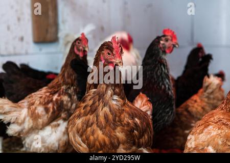 Galline in un pollaio Foto Stock