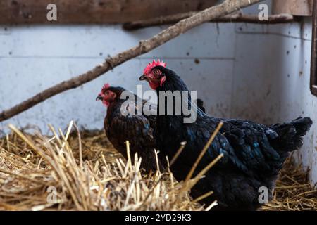 Galline in un pollaio Foto Stock