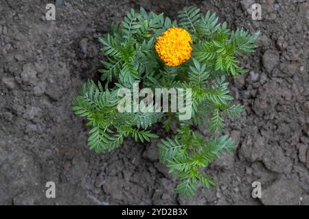 Fiore di Marigold piantato nel giardino. Vista dall'alto del bellissimo fiore giallo con foglie verdi. Sono piante forti e a rapida crescita. Foto Stock