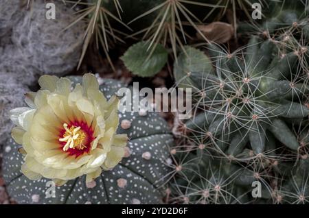 Splendido cactus con fiore giallo di Astrophytum asterias (cactus Kabuto) e Mammillaria longimamma, Mammillaria Plumosa nel giardino dei cactus. Succulen Foto Stock