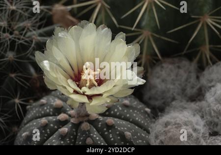 Il bellissimo fiore giallo di Astrophytum asterias (cactus Kabuto) fiorisce con Ferocactus echidne come sfondo. Specie di cactus nel genere AS Foto Stock