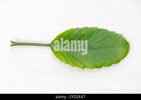 Foglia verde della pianta Kalanchoe pinnata. Localmente chiamato Pathorkuchi in Bangladesh. È anche conosciuta come campane della cattedrale, pianta aerea, pianta vitale. Foto Stock