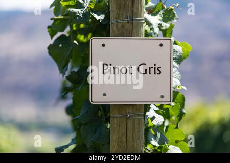 Insegna del vitigno a bacca da vino Foto Stock