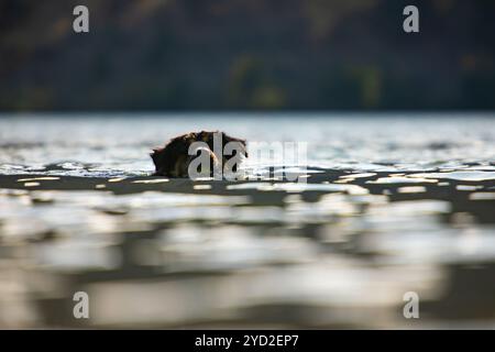 Cane simile pastore australiano gioca nel fiume Foto Stock