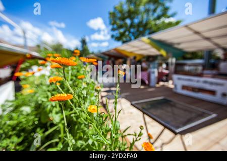 Primo piano immagine con colori vibranti, adottate al di fuori di un francese canadese mercato agricolo in un posto molto soleggiato giorno Foto Stock