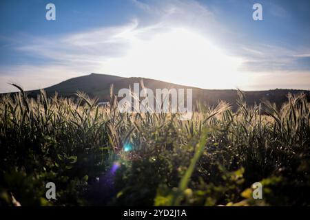 Tunisi, Tunisia. 20 marzo 2024. Raccolto di grano in un campo ad Ain Berda, alla periferia di Biserta, Tunisia. Il frumento duro e l'orzo sono una componente fondamentale dell'agricoltura tunisina e importanti prodotti di base in Tunisia, dove sono stati consumati per secoli. Eppure, circa due terzi di loro provengono da oltreoceano con la guerra Ucraina che ha sconvolto il mercato globale dei cereali, portando a importazioni di cereali più costose e inconsistenti Foto Stock