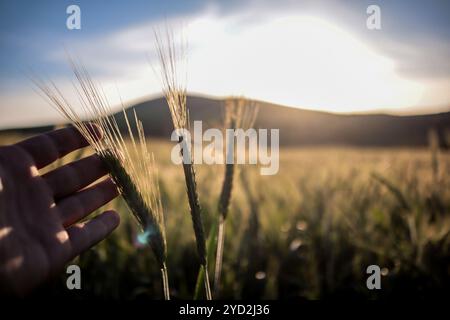 Tunisi, Tunisia. 20 marzo 2024. Raccolto di grano in un campo ad Ain Berda, alla periferia di Biserta, Tunisia. Il frumento duro e l'orzo sono una componente fondamentale dell'agricoltura tunisina e importanti prodotti di base in Tunisia, dove sono stati consumati per secoli. Eppure, circa due terzi di loro provengono da oltreoceano con la guerra Ucraina che ha sconvolto il mercato globale dei cereali, portando a importazioni di cereali più costose e inconsistenti Foto Stock